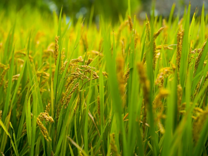 A close up of a field of green grass